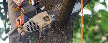 Best Tree Risk Assessment  in Wallburg, NC