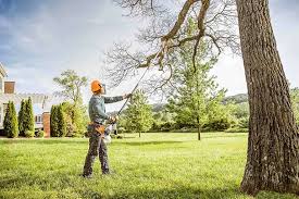 Best Root Management and Removal  in Wallburg, NC