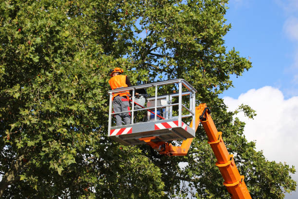 Best Commercial Tree Services  in Wallburg, NC