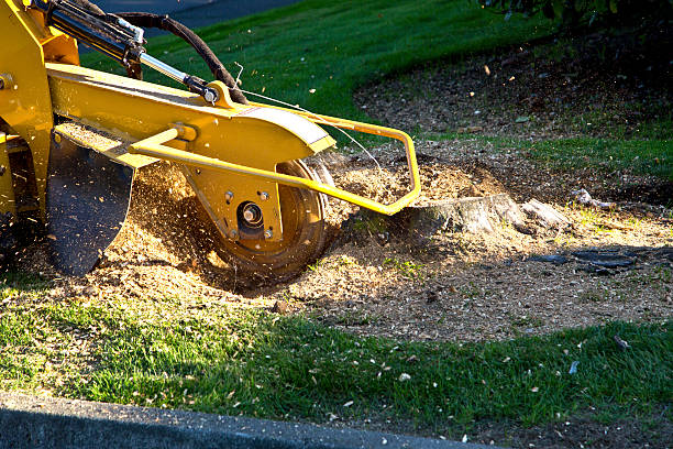 Best Aeration Services  in Wallburg, NC