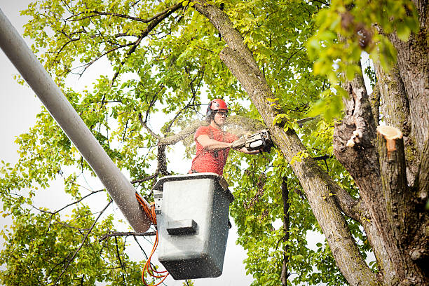 Best Tree Removal Service  in Wallburg, NC