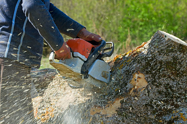 Best Tree Removal Service  in Wallburg, NC