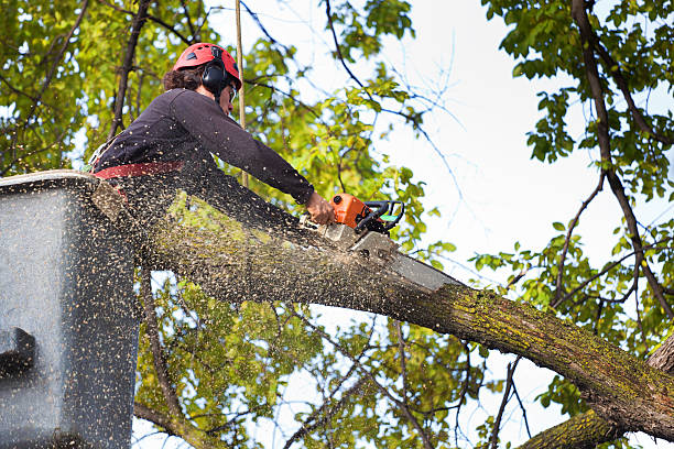 Reliable Wallburg, NC  Tree Services Solutions