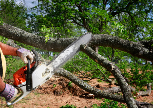 Best Tree Maintenance Programs  in Wallburg, NC